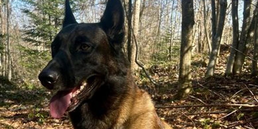 Diensthund Odin der Kapo AR