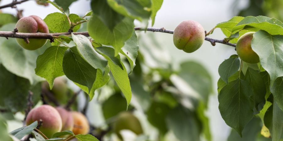 Zehn Prozent der 29 Lebensmittelproben bei Aprikosen überschritten den zulässigen Höchstwert von Pflanzenschutzmitteln. (Archivbild)
