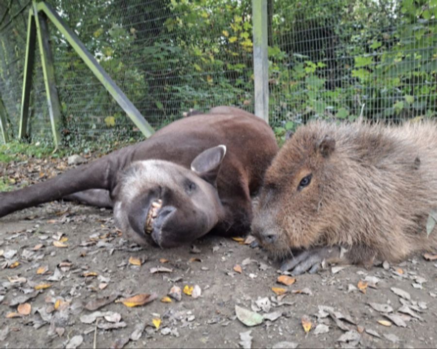 Nun sind die beiden gemeinsam verstorben.