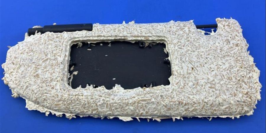 Sonnenblende Myzel umwachsen