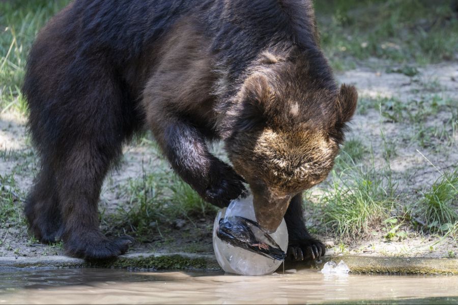 Braunbärin Mascha erfreut sich an einem Eisklotz mit eingefrorener Taube, am 11. Juli 2023 im Tierpark Bern.