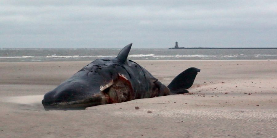 Alle in Dänemark gestrandeten Pottwale sind inzwischen gestorben. (Archivbild)