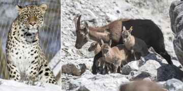 Leopard Steinbock Tierpark Dählhölzli