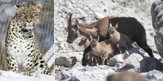 Leopard Steinbock Tierpark Dählhölzli