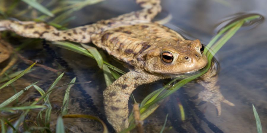 Ab Mitte Februar machen sich Frösche, Kröten und Molche zu Tausenden auf den Weg zu ihren Laichgewässern. Besonders gefährdet auf Strassen sind dabei Kröten. (Archivbild)