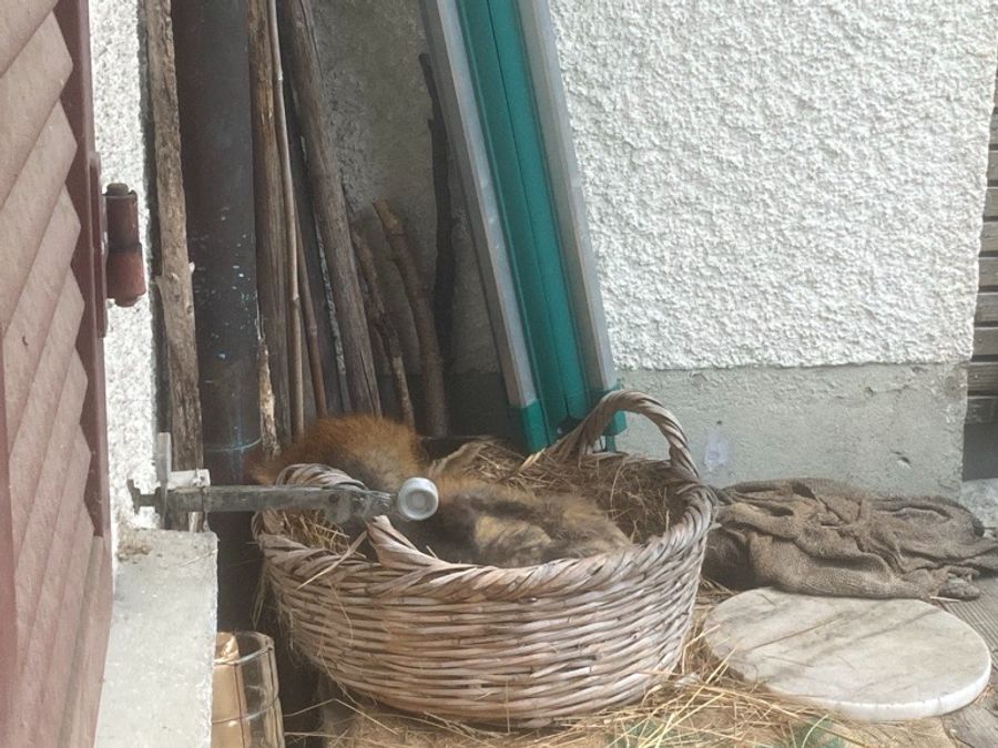 Direkt und dem Fenster in einem Korb hat es sich der Fuchs bequem gemacht – er wollte gar nicht mehr weg!