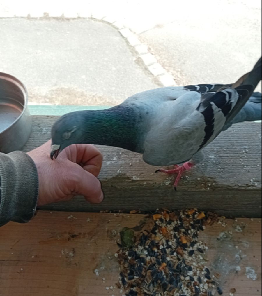 Zu verdanken sei dies der artgerechten Fütterung, sagt der Österreicher.