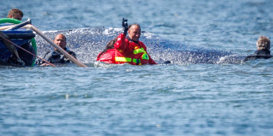 Helfer ziehen den gestrandeten Buckelwal mit Gurten in den Lastkahn. Foto: Jens Büttner/dpa