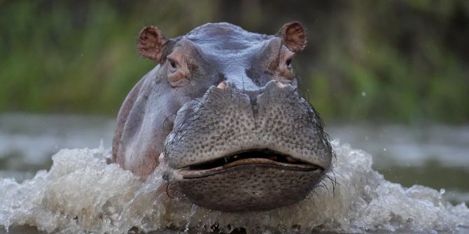 hippo