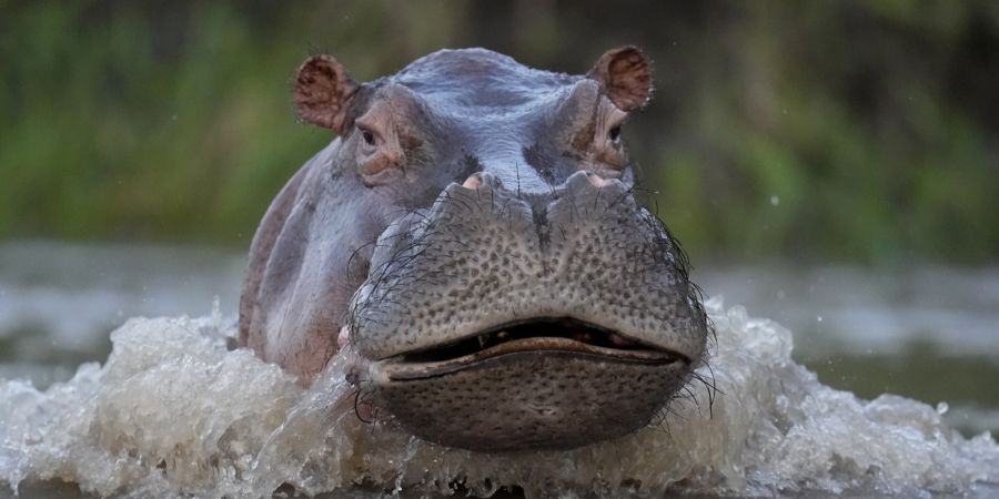 hippo