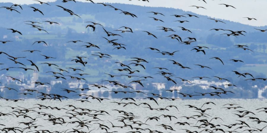 Ein Schwarm von Kormoranen fliegt über den Bodensee. Sie fressen grosse Mengen Fisch aus dem See. (Archivbild)
