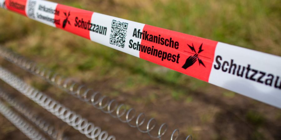 Europaweit nehmen die Fälle Afrikanischer Schweinepest derzeit zu. (Archivbild)
