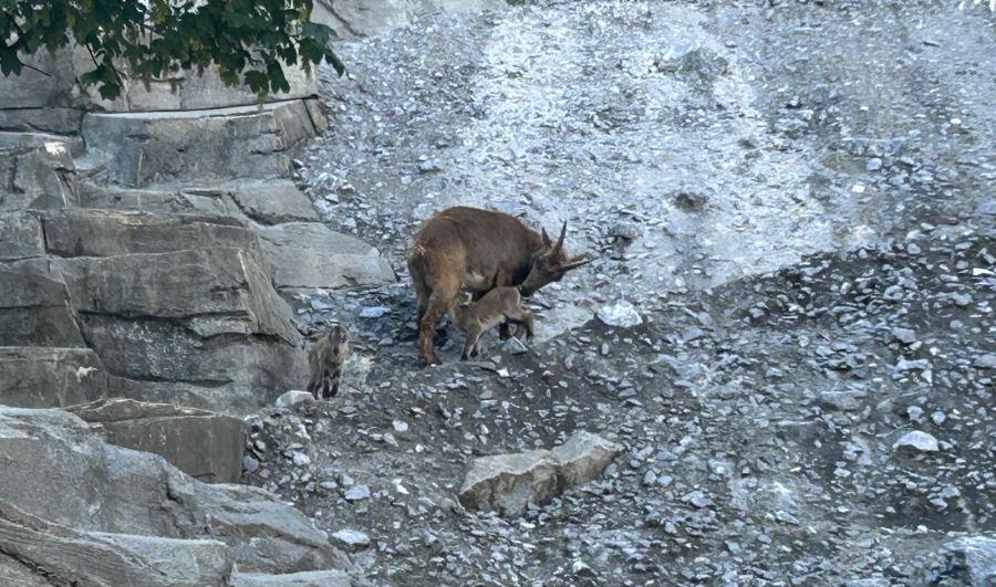 Die beiden Jungtiere wurden am 12. Mai im Tierpark Bern geboren.