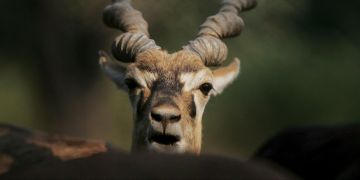 Hirschziegenantilope