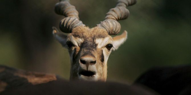 Hirschziegenantilope