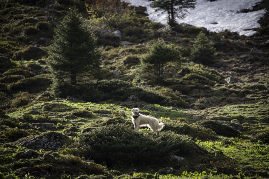 Der Hund zögerte zunächst, konnte schliesslich aber auch gerettet werden. (Symbolbild)