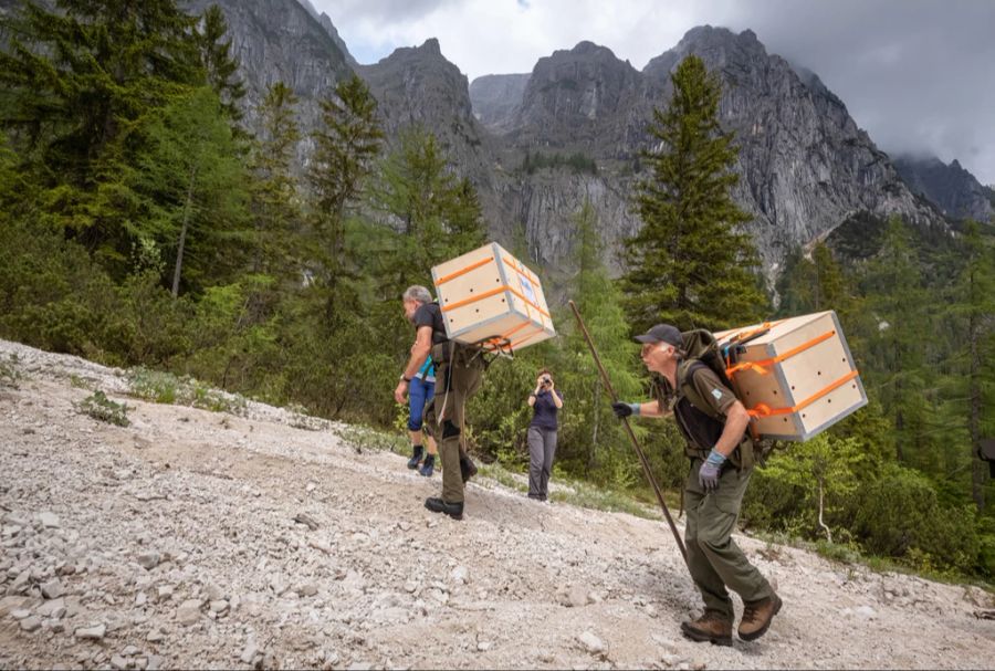 In Transportboxen (hier im deutschen Ramsau durch den Vogelschutzbund) werden Bartgeier zu ihrem Auswilderungsort auf den Berg getragen. (Archivbild)