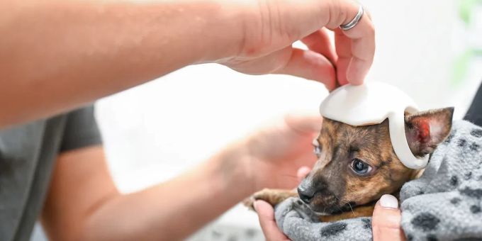 Mit der Kappe auf dem Kopf sieht der Welpe noch süsser aus als ohne. Hund