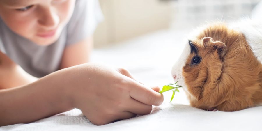 Junge füttert Meerschweinchen