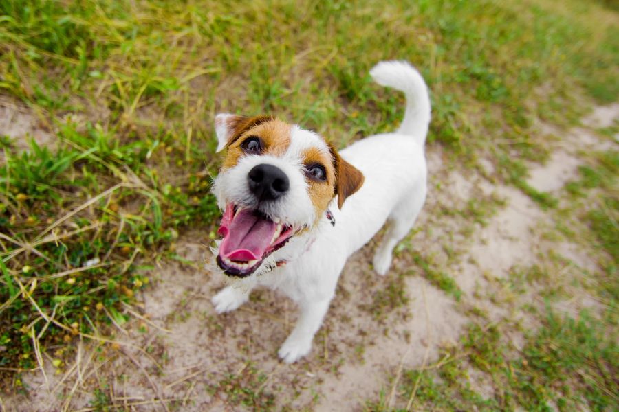 Beim Welpen erziehen gehört viel Gebell einfach dazu. Mit der Zeit werden Sie schneller herausfinden, wieso Ihr Hund bellt.