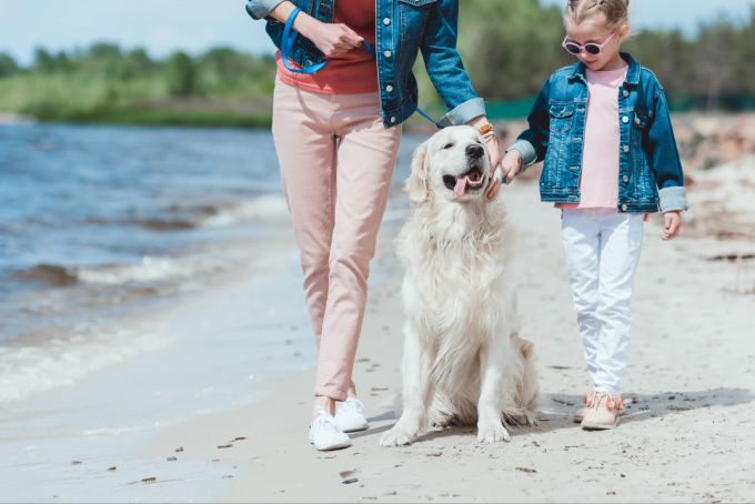 Auch der Golden Retriever ist ein loyaler Vierbeiner für Familien. Hund Strandspaziergang