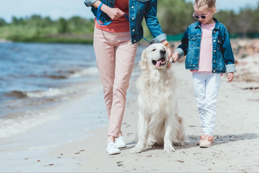 Hund Strandspaziergang