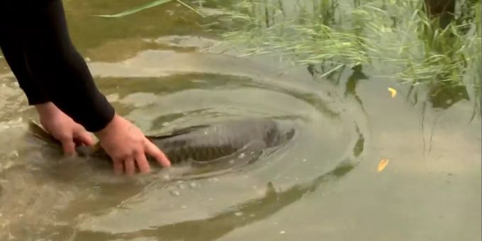 Bei Rüdlingen SH sorgte der hohe Wasserstand beim Rhein für Hochwasser - auf einer überfluteten Wiese blieben danach sogar grosse Karpfen zurück. Rüdlingen SH Hochwasser