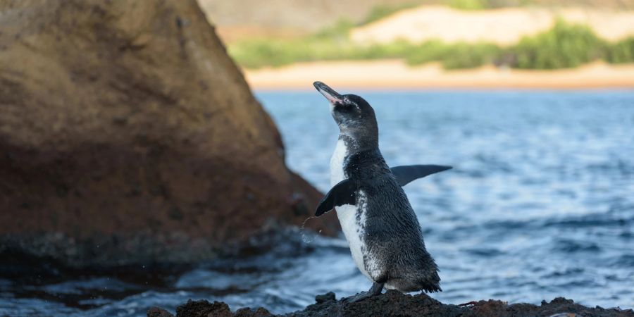 Galapagos-Pinguin auf Felsen.