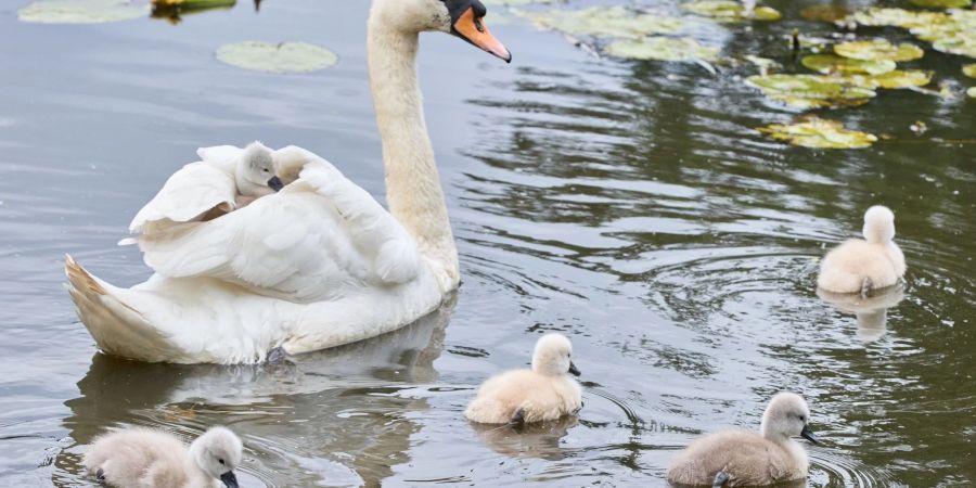 Eine Schwanen-Mutter ist mit ihren drei bis vier Tage alten Schwanenküken an der Aussenalster unterwegs.