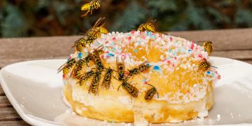 Wespen an Donut