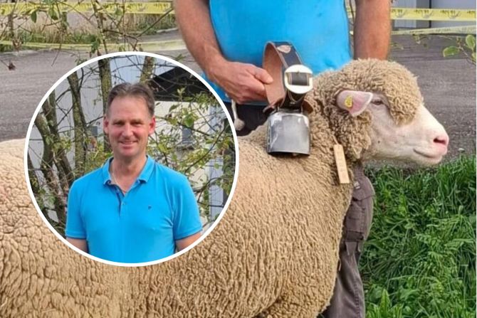 Schönstes Alpenschaf der Zentralschweiz kommt aus Zug!