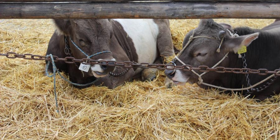Auch dieses Jahr zog der Stierenmarkt in Zug viele Menschen an, die Freude daran fanden, den Auktionen beizuwohnen und sich über die Tiere zu informieren.