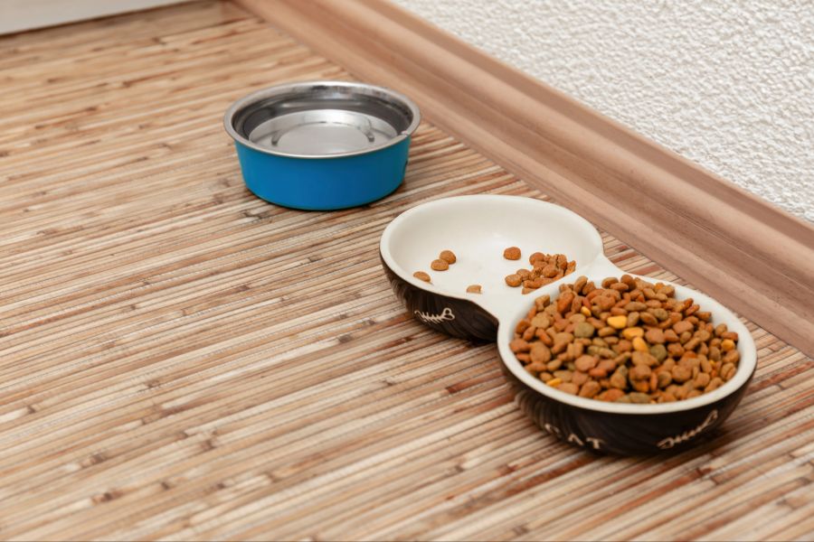 katzen haltung fehler