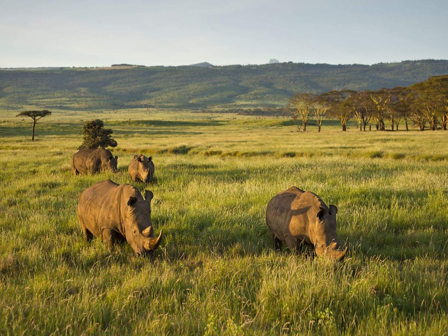 70 Breitmaulnashörner wurden von Südafrika nach Ruanda gebracht.
