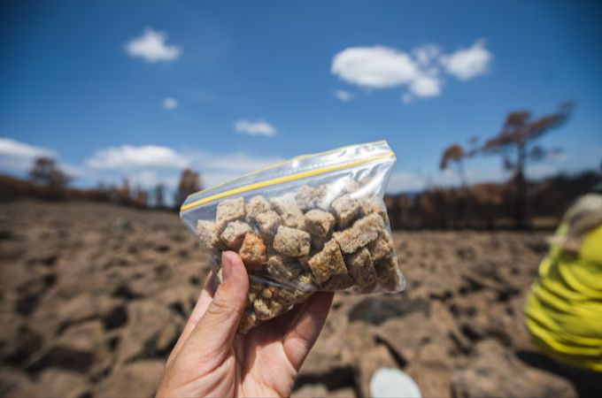 Doch Schüler aus lokalen Schulen in den Städten Berridale, Jindabyne, Cooma und Adaminaby wollten den Tieren helfen: Sie stellten sogenannte «Bogong-Kekse» her. «Bogong-Kekse»