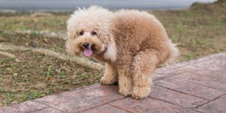 Verdauung - Verstopfung beim Hund: Anzeichen, Ursache und Vorbeugung Verdauung - Verstopfung beim Hund: Anzeichen, Ursache und Vorbeugung