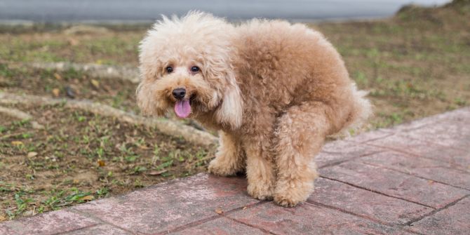 hund vertsopfung ursachen symptome