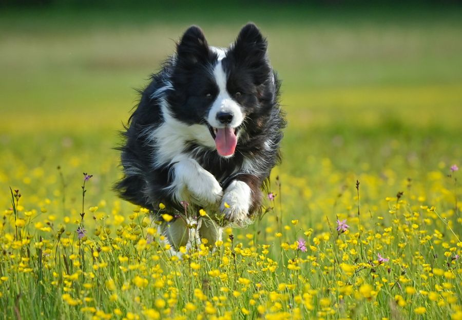 Hund
