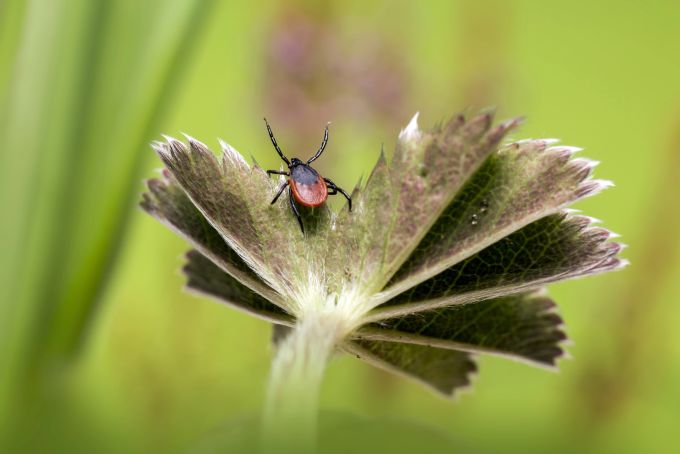 Gesundheit Aargau: Gerade im Sommer ist die Gefahr gross, dass Zecken im Gras lauern. Gesundheit Aargau