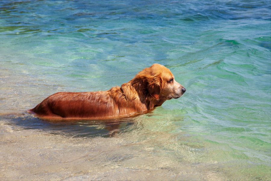 Neben Labradoren übernehmen sonst meist Neufundländer die Rettungsaktionen auf See. (Symbolbild)
