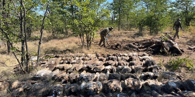 Diesen vergifteten Geiern konnten die Tierschützer nicht mehr helfen. Geiern