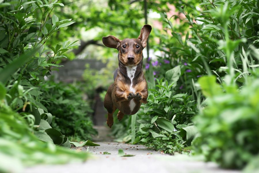 hund somemr gefahren