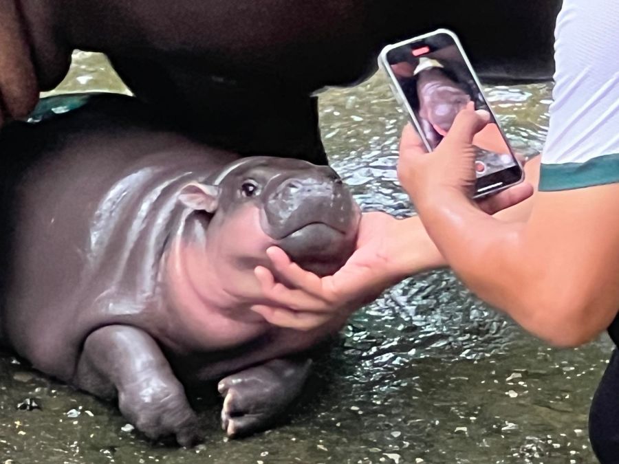 Mit solchen Fotos von ihren rosa Pausbacken wurde Moo Deng zur Internet-Sensation. (Archivbild)