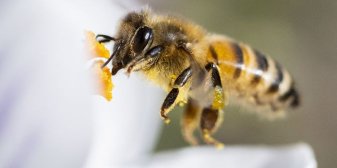 Bienen Stimmrecht Zürich Bundesgericht