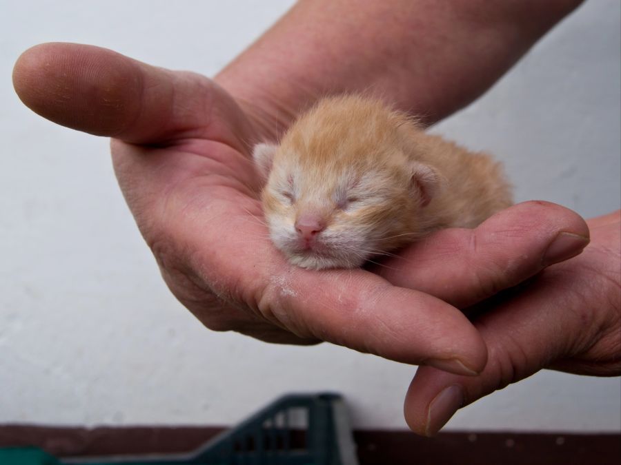 katzen babys verstossen verwaist