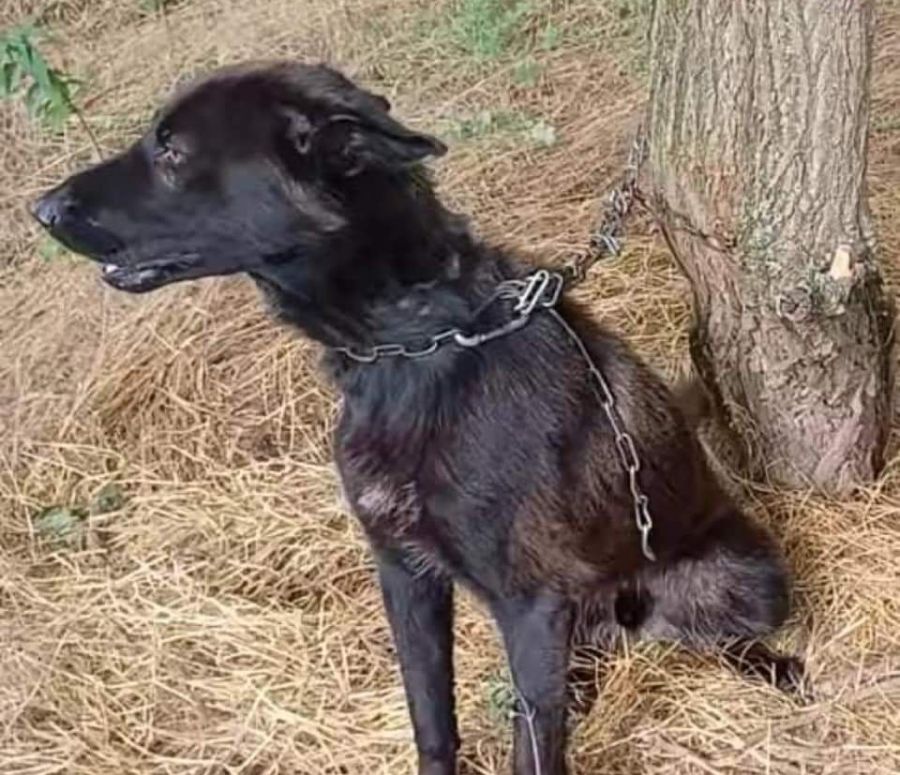Ihren Schäferhund Odin adoptierte Utzinger 2021 in Ungarn. Abgemagert und angekettet an einem Baum liess ihn jemand zurück.