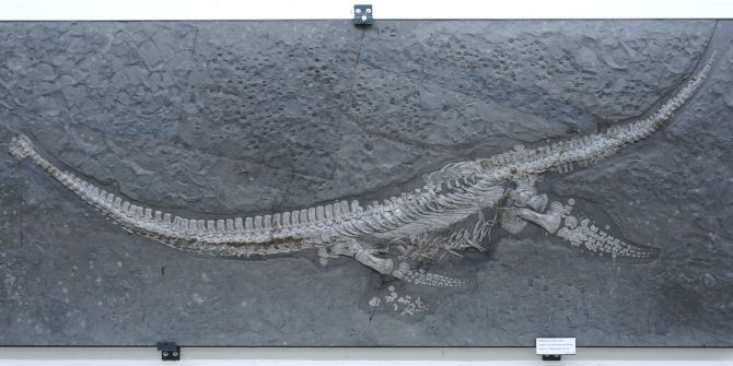 Fossil