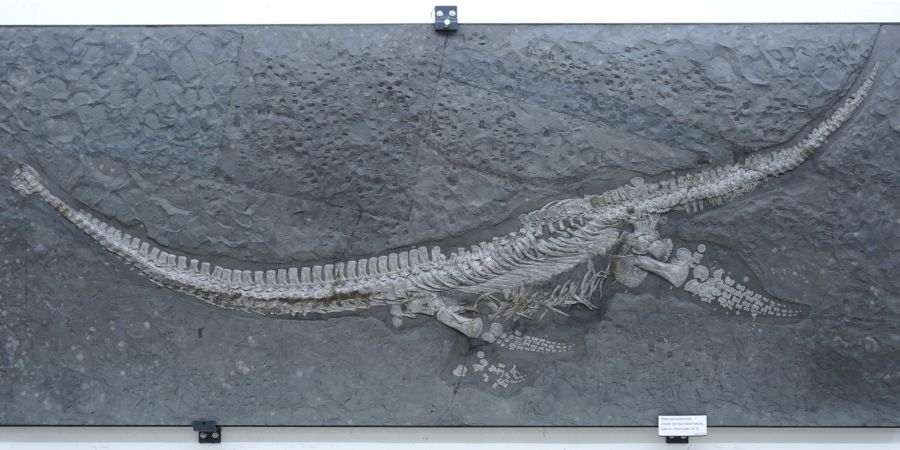 Fossil