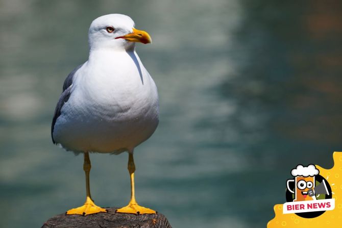 Möwe Vogelgrippe