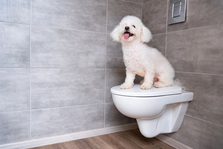 Der Hund befand sich aus unbekannten Gründen im Badezimmer. (Symbolbild)